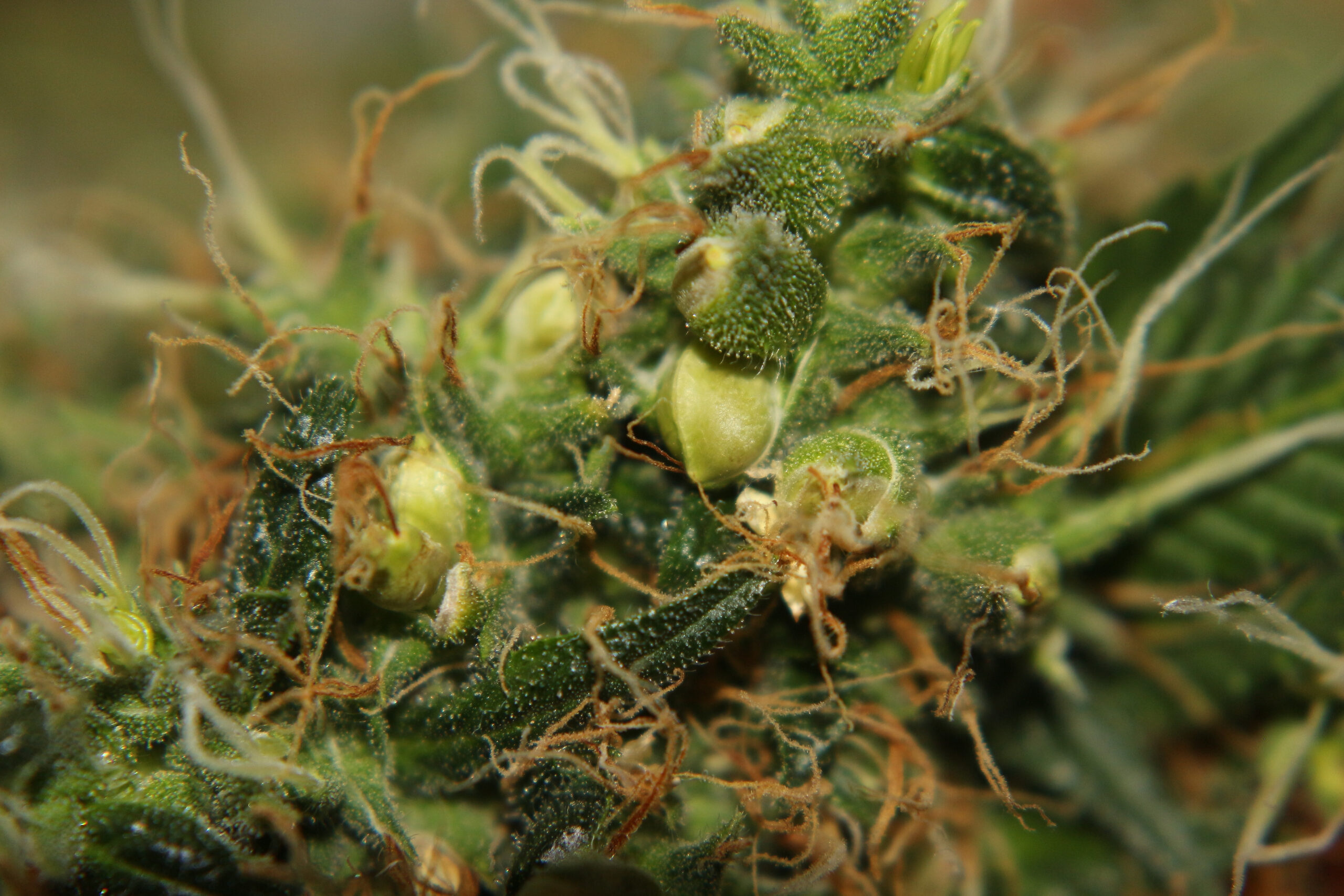 How to Avoid Hermaphrodites in Your Cannabis Grow