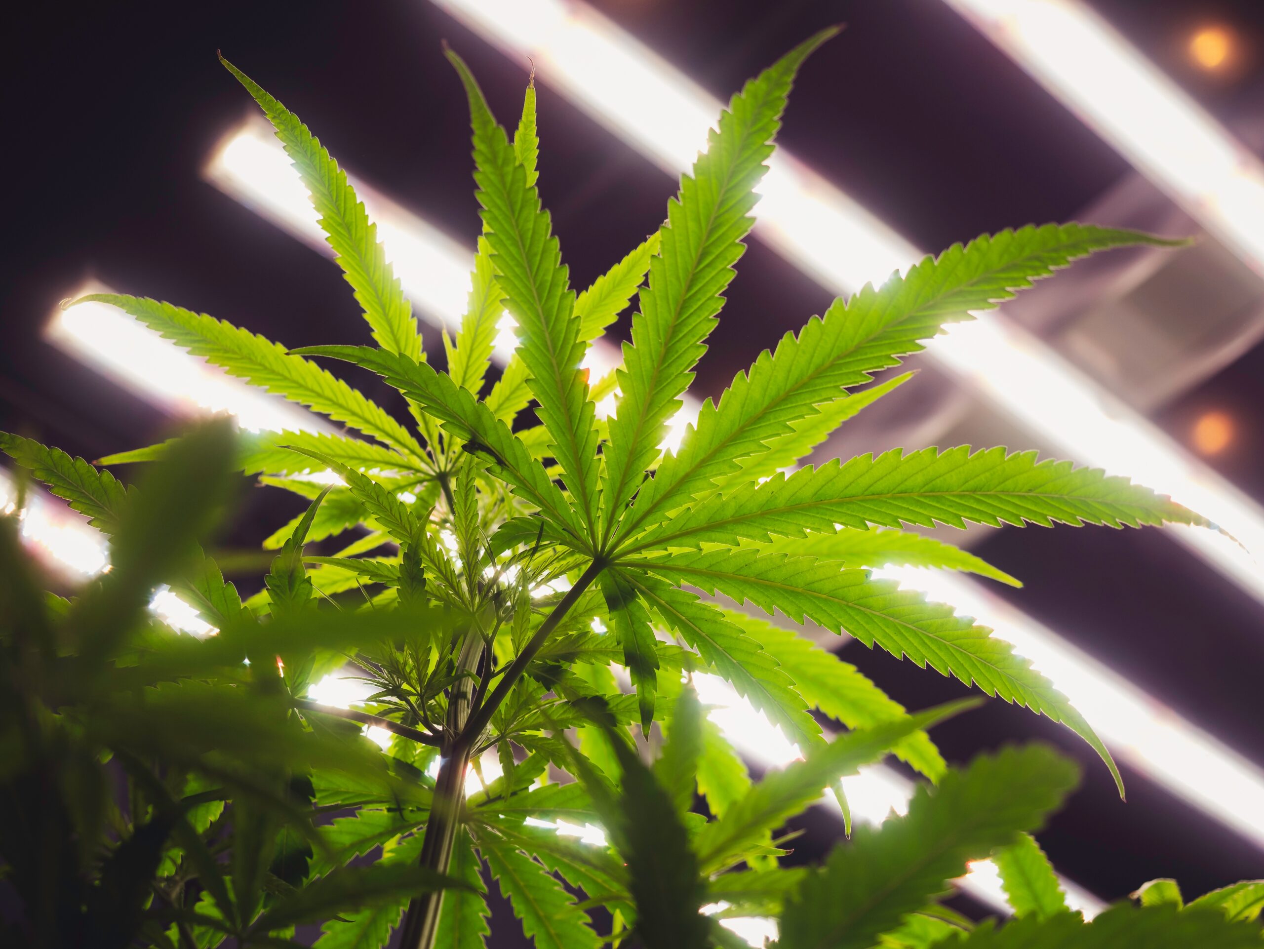 Lighting Wars: LED vs HPS (With Data to Prove It)