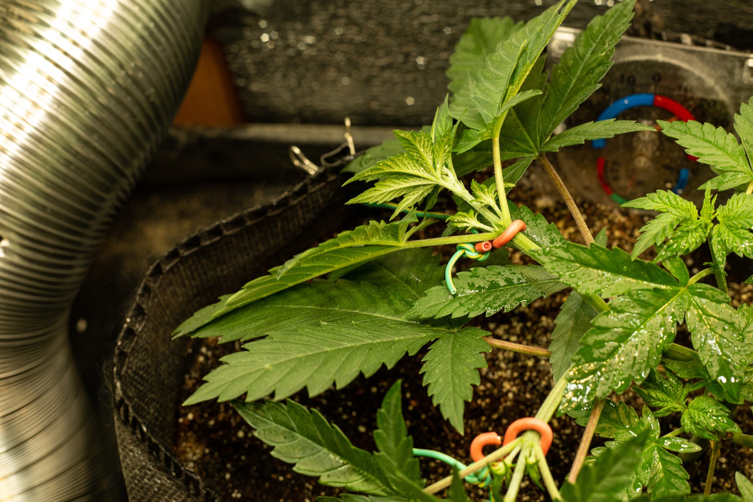 Low Stress Training for High Quality Buds