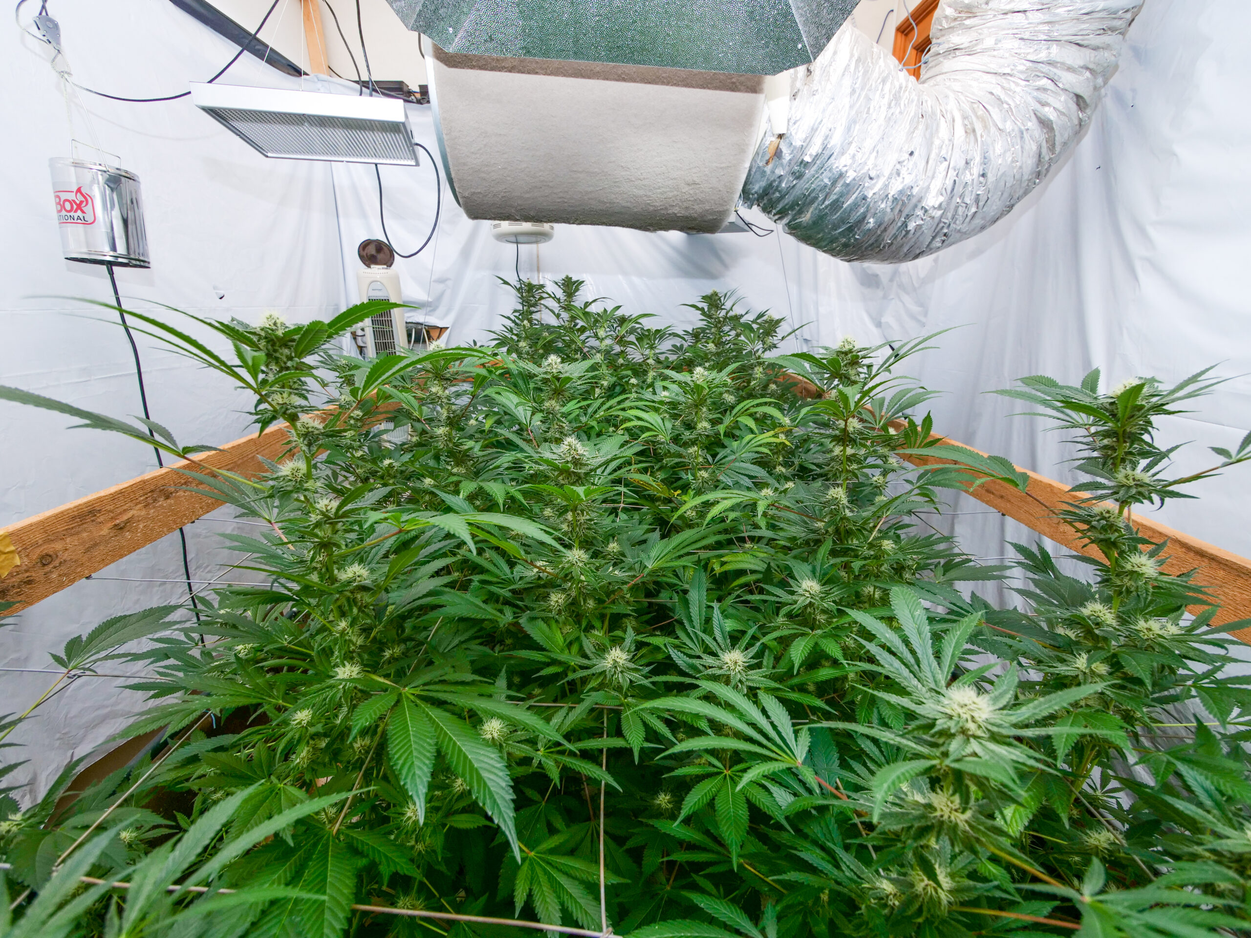 Tent Tactics: Maximising Yields in Small Spaces