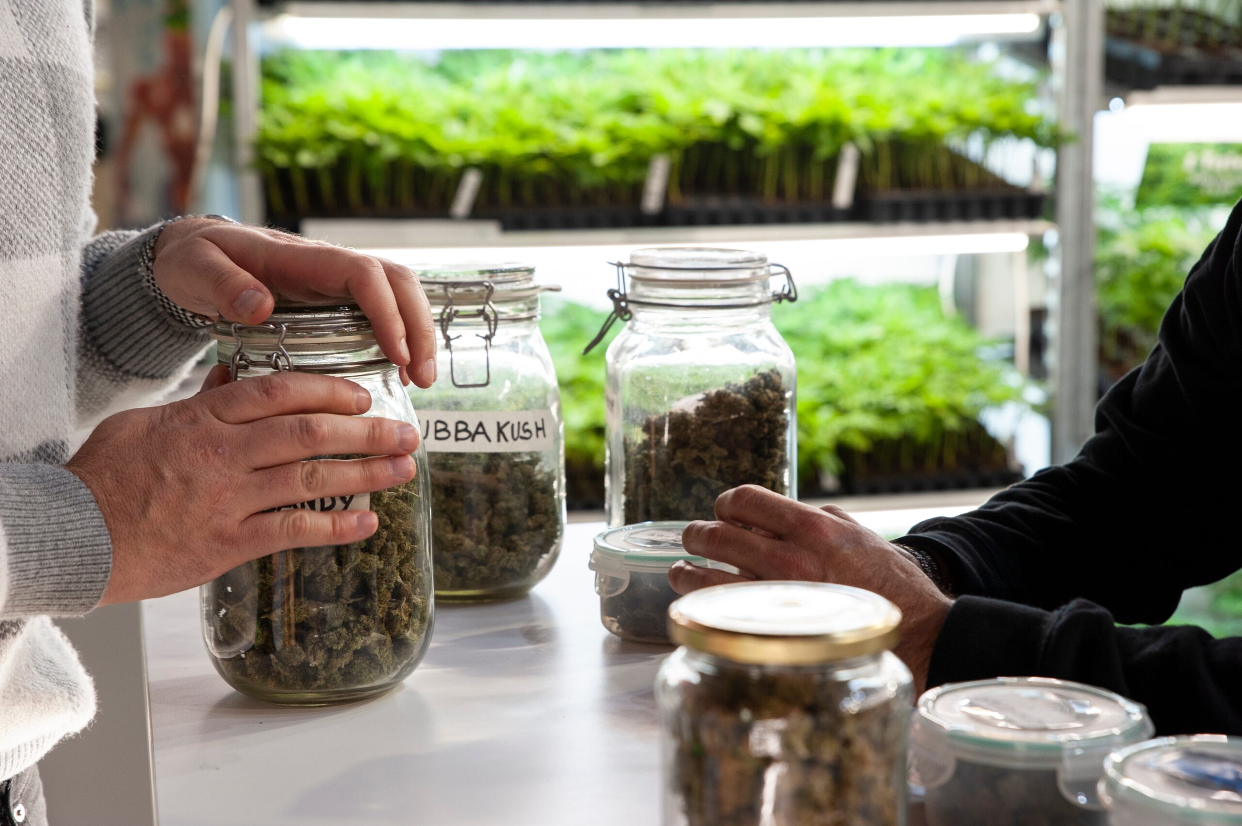 How to Read a Seedbank: What Matters and What’s Marketing