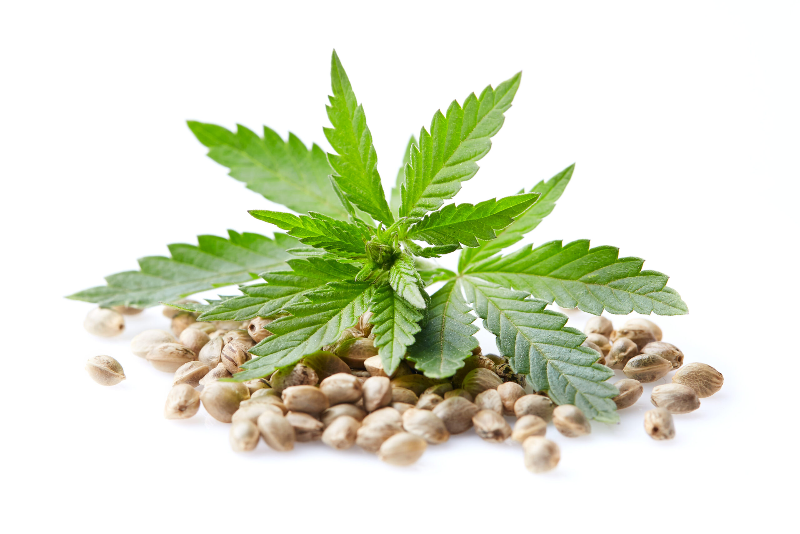 How To Identify Top Quality Seeds