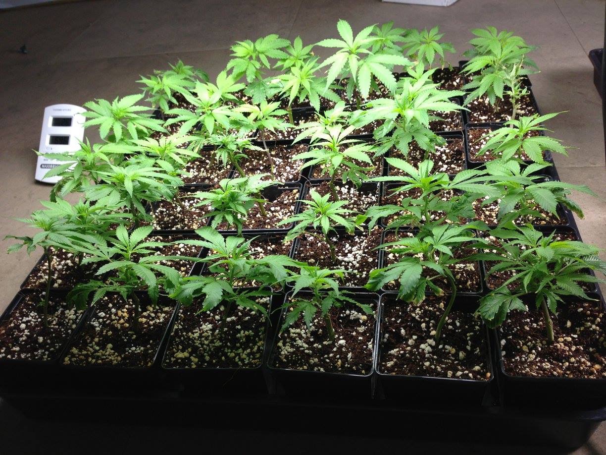 Outdoor Cloning in Late June: How to Propagate Cannabis Feminised Plants Successfully