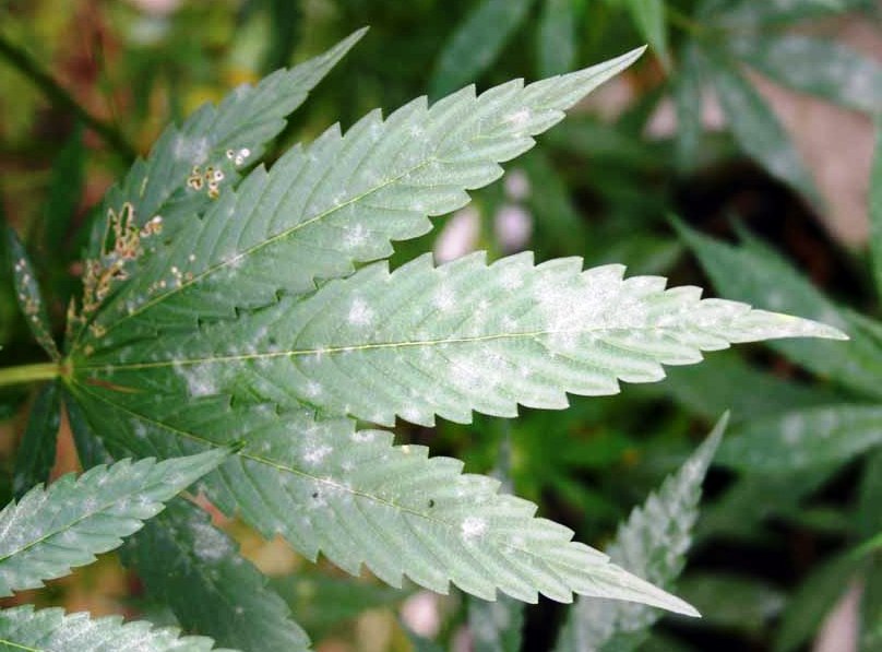 Preventative Care for Outdoor Cannabis: How to Keep Feminised and Autoflower Plants Healthy in June