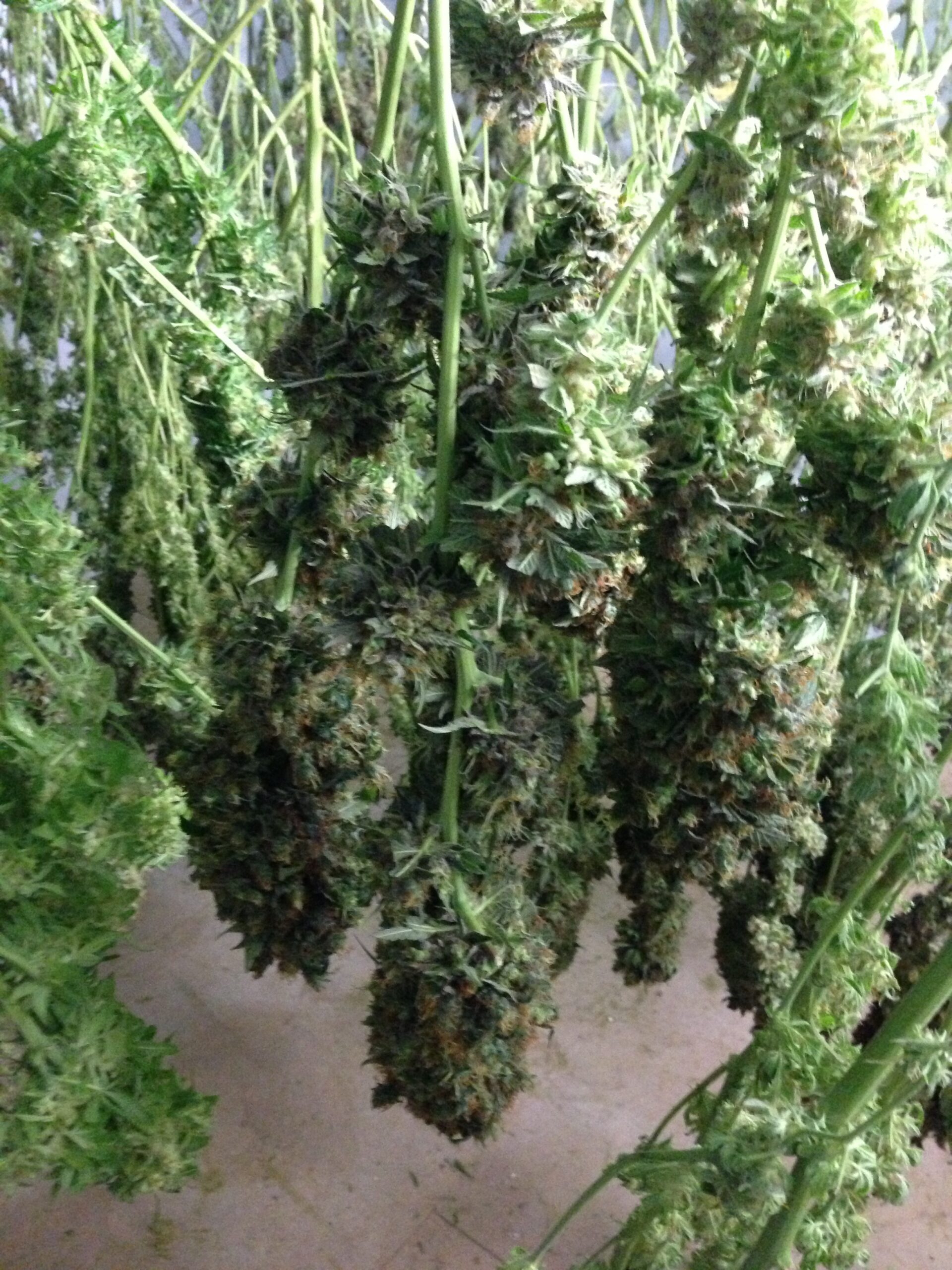 Outdoor Cannabis Harvesting in June: What to Expect and How to Do It Right