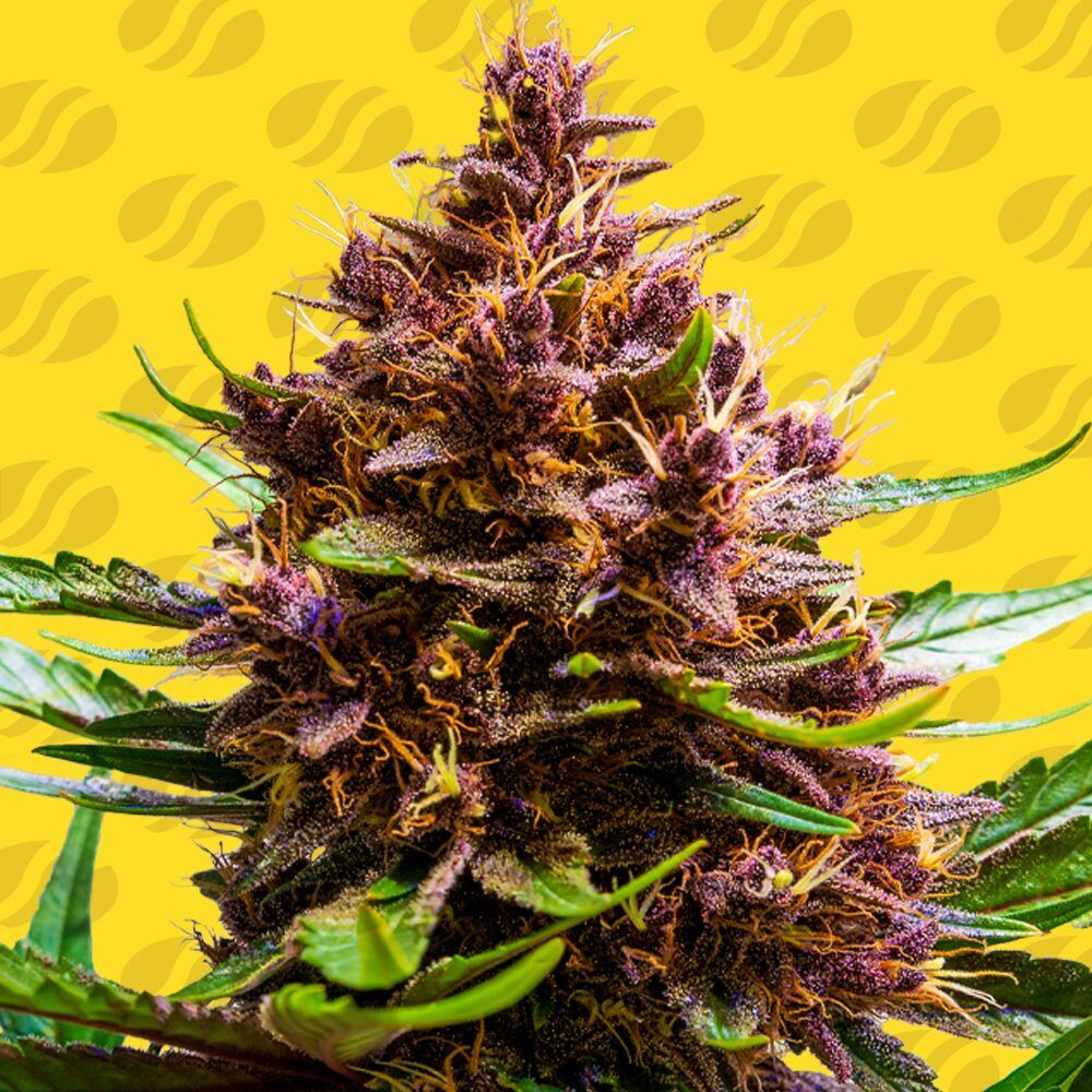 Pink Rozay x Strawberry Banana Auto – Fizzy Fruit Bliss on Fast-Forward