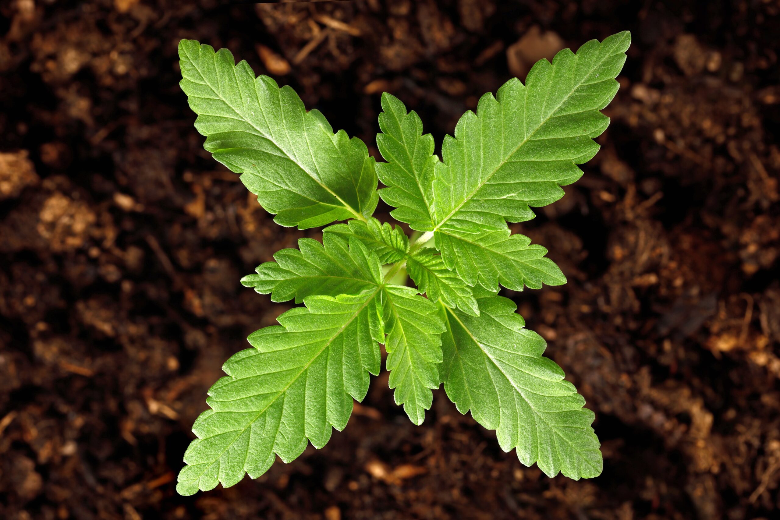 Grow Stronger: The Secret’s in the Medium