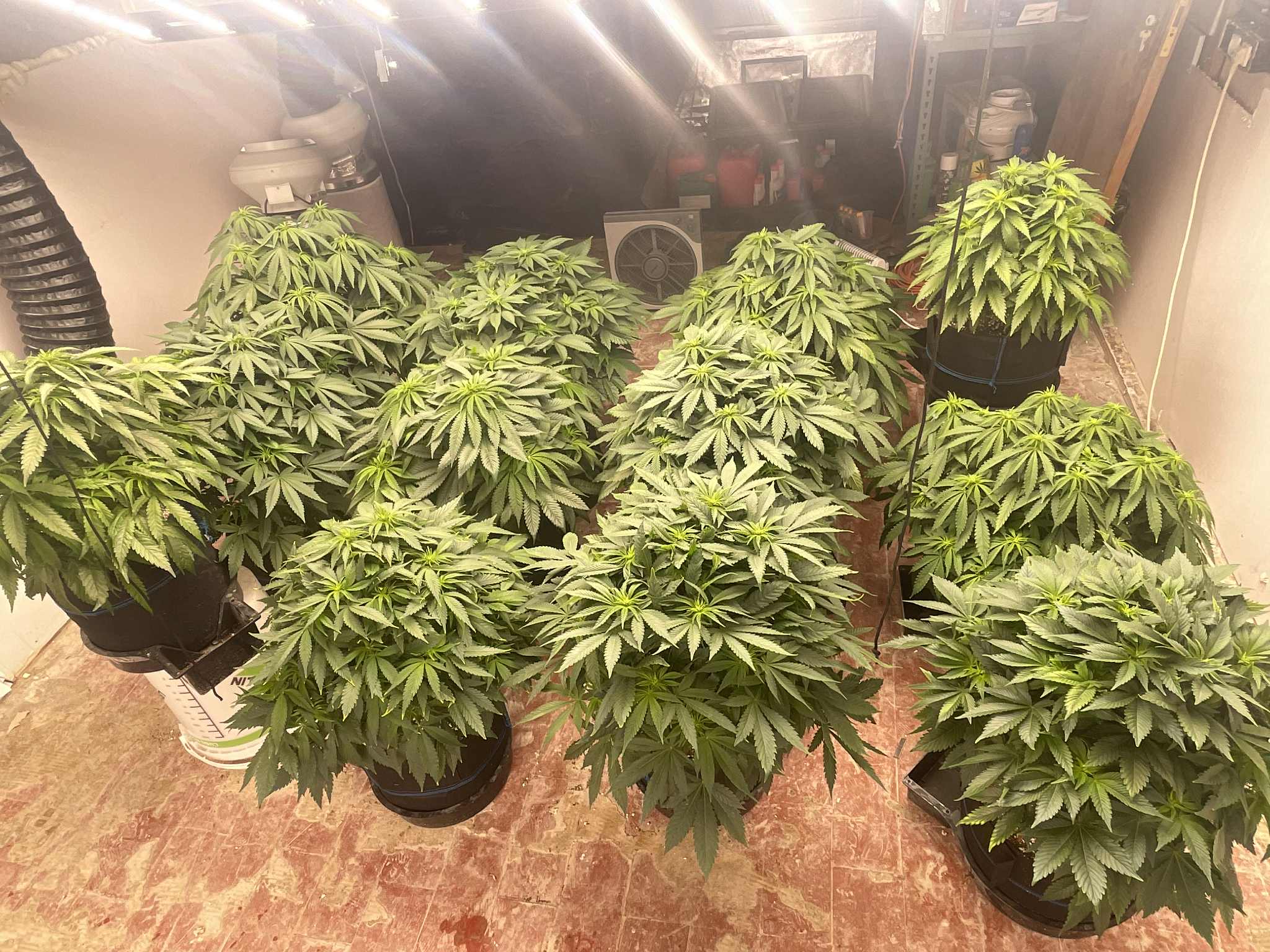 Feeding Plants Right: Nutrients for Stronger Growth