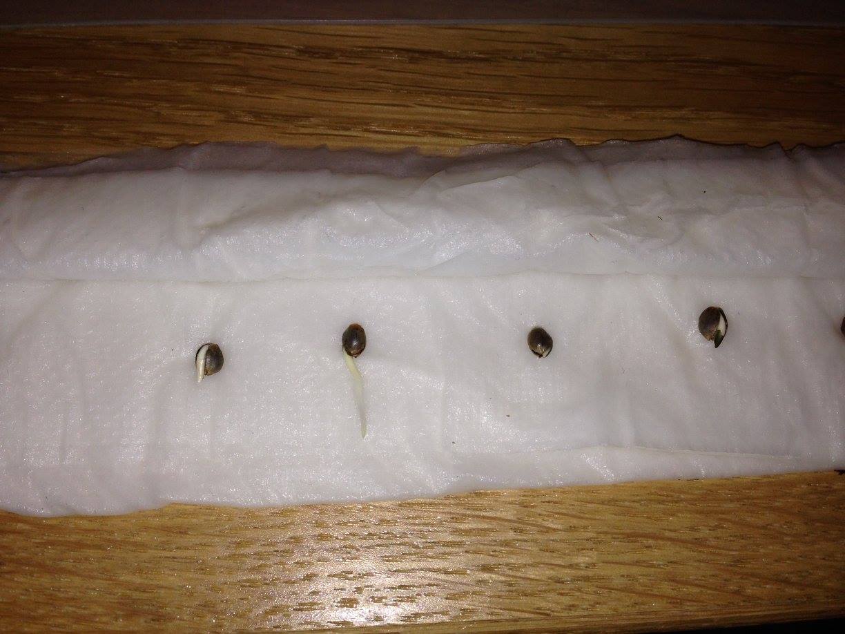 Plant Propagation Made Easy: Seeds, Clones, Success