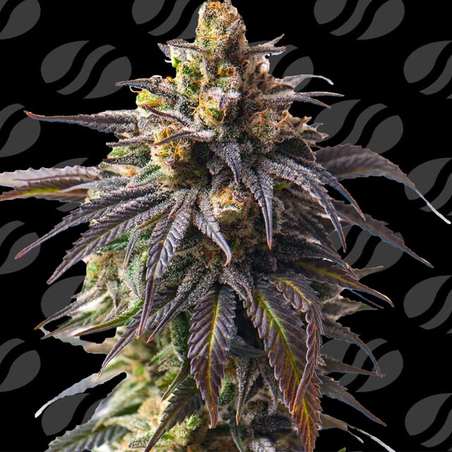 How to Enjoy Auto Twilight Zlush: Sweet Candy Calm with 25% THC