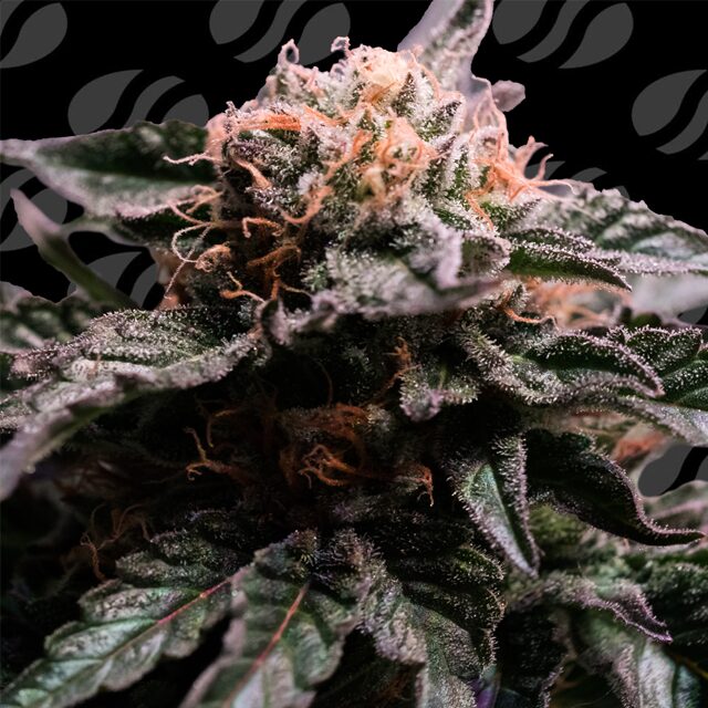 Banana Fumes: A Heavyweight Hybrid with 35% THC Obsession