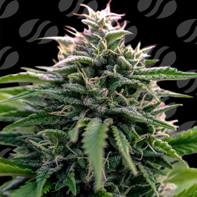 How to Enjoy Creamzilla Auto: A Vanilla-Berry Kush at 28% THC