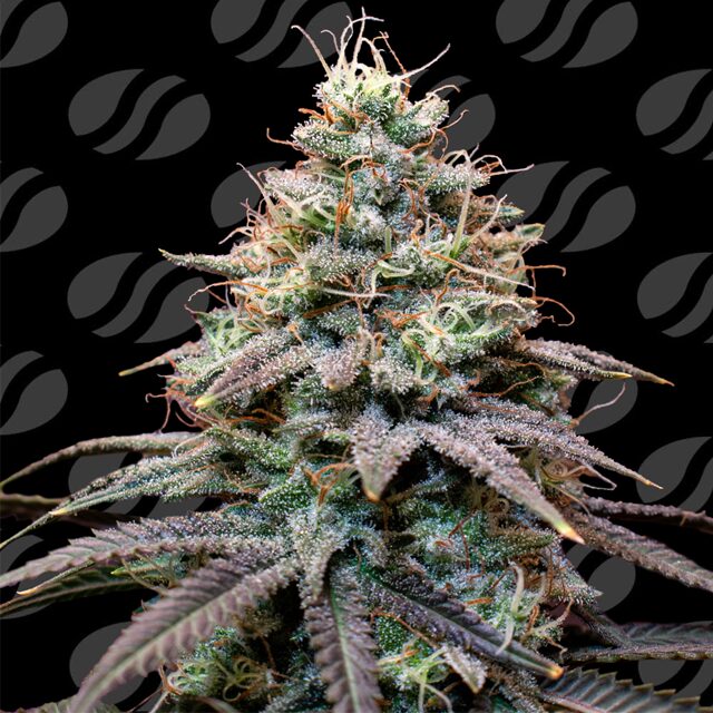 FumePop Auto: A Ruthless Candy Rush with 25% THC Obsession
