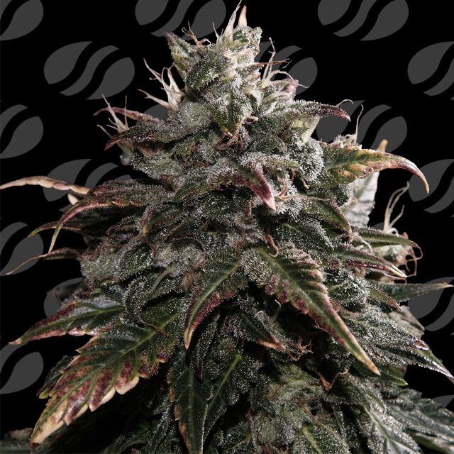 Papaya Stank: A Funk-Soaked Hybrid with 35% THC Obsession