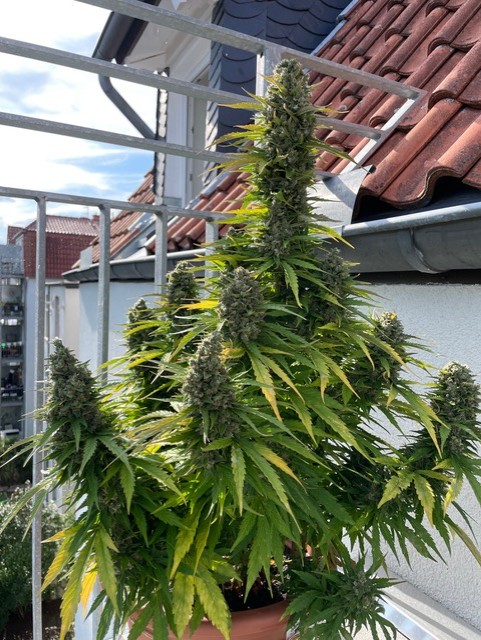 How to Choose Autoflower Strains That Thrive in Germany.