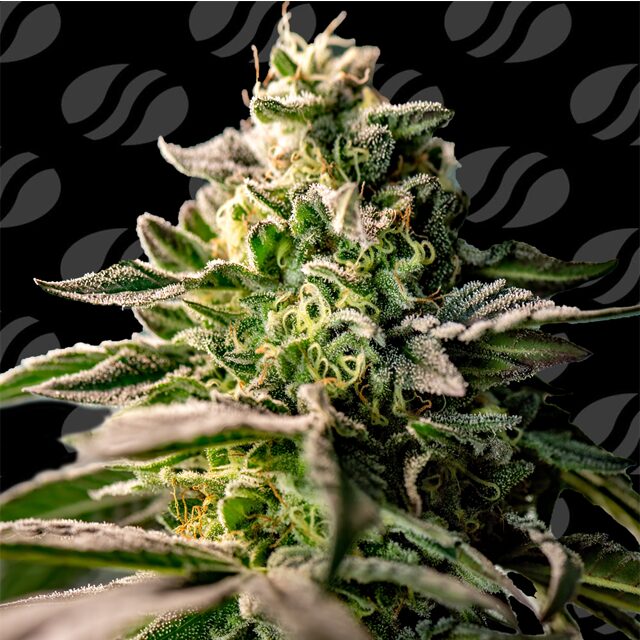 Zingatsu Strain Spotlight: Orange Candy Fuel with a 35% Hit