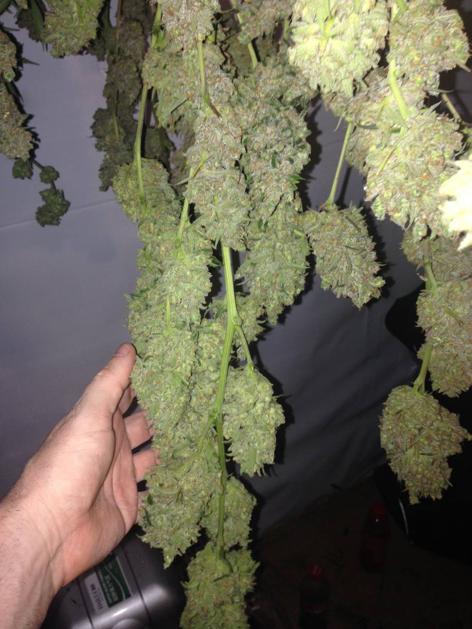 Now you know the needs of a plant. Time to step up a gear