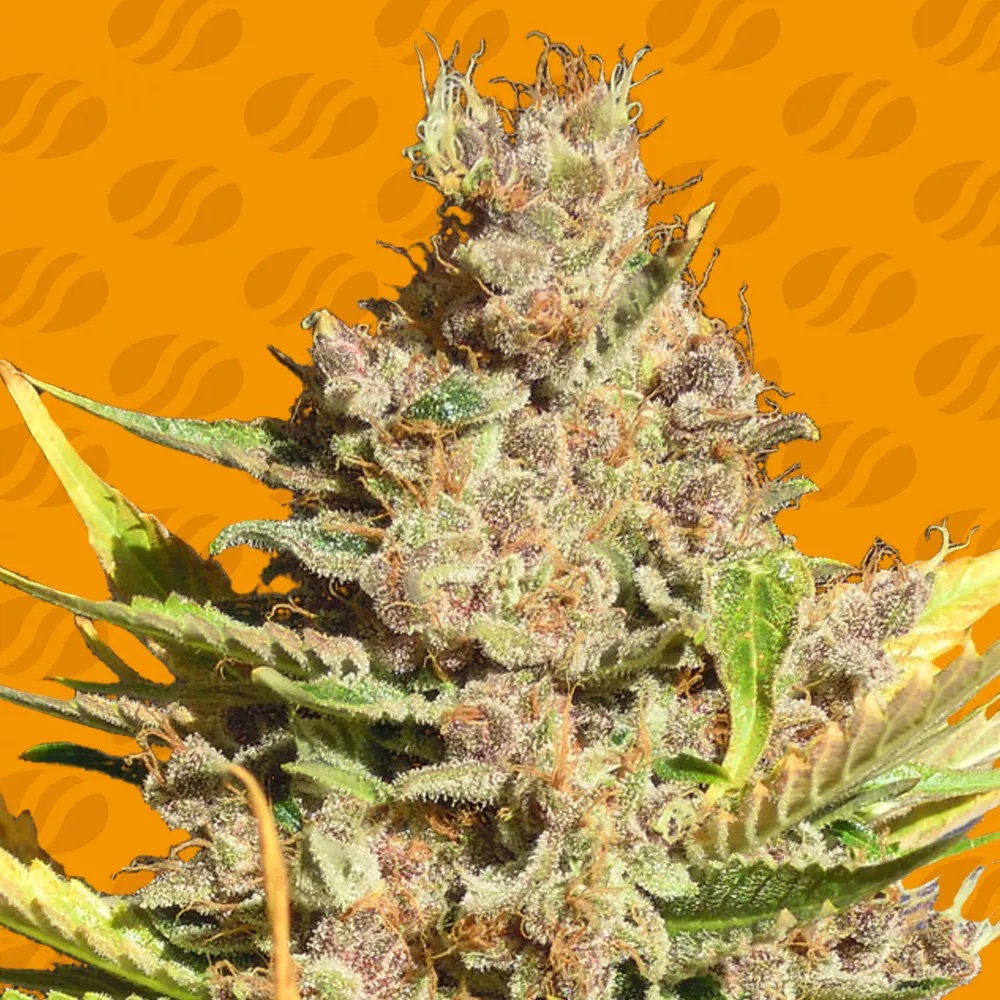 Alien Gorilla: How to Unleash a Ferocious 25% THC Rush of Focus and Fury