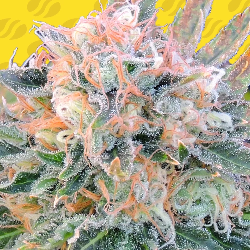 Auto Blueberry Ghost OG: Pure Blueberry Relaxation Made Simple