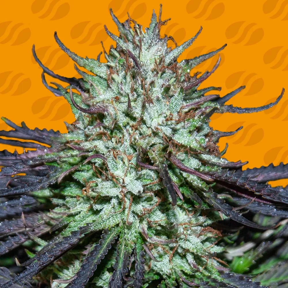 Blueberry Ghost OG: Sinful Sweetness, Fearless Calm, 25% THC Magic