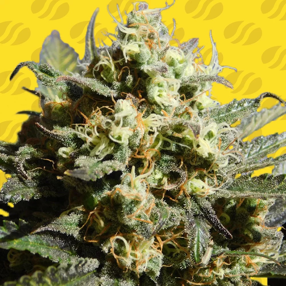 Cherry Alien Auto: Powerful Flavour and Easy Autoflowering Results