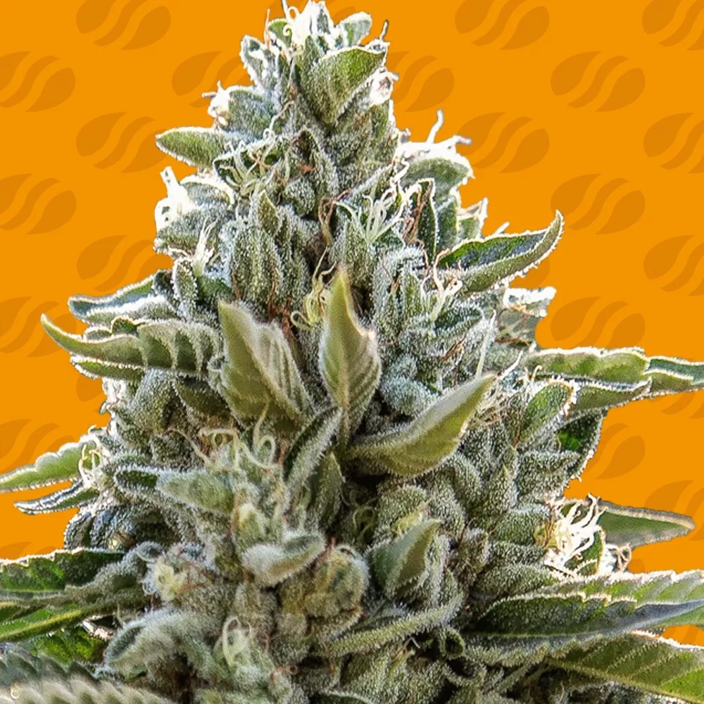 Frosted Guava: A Ruthless Tropical Indica with 33% THC Obsession