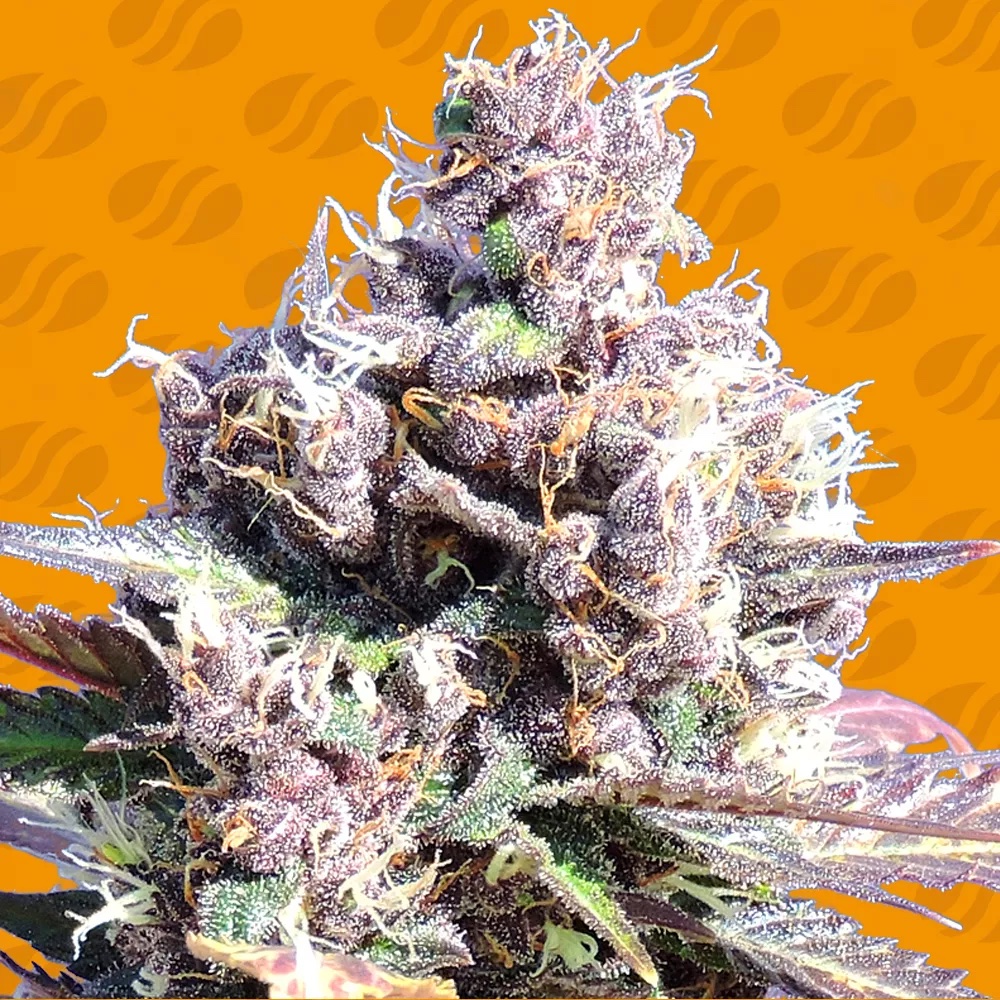 Gelato: A Ferocious West Coast Classic with 25% THC Obsession