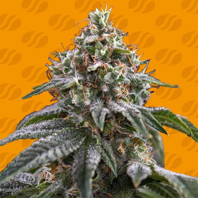 Why Ghost Train Power Is the Most Exciting Hybrid You’ll Grow This Year