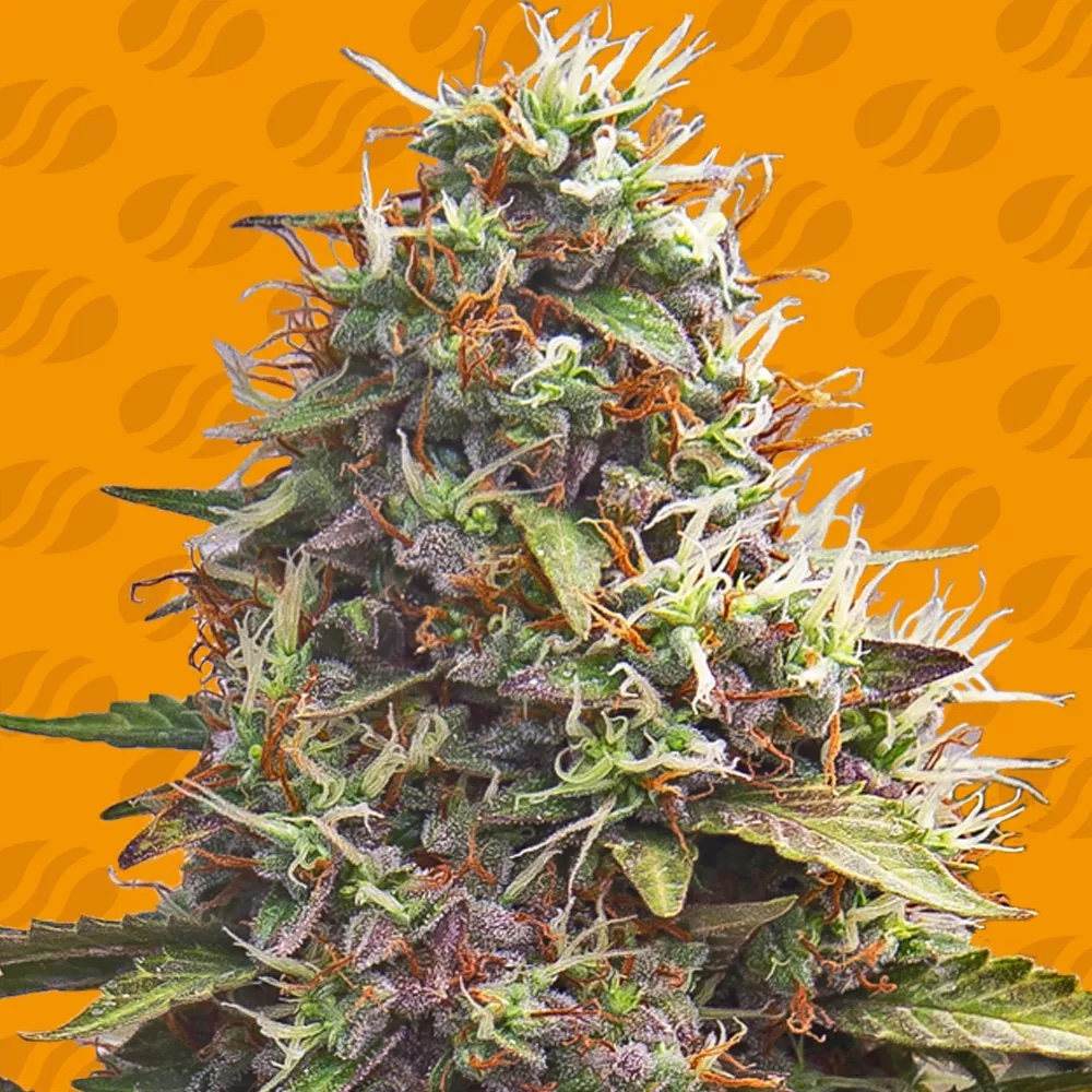 Pellezino Cookies: A Ruthless Orange Dream with 33% THC Obsession