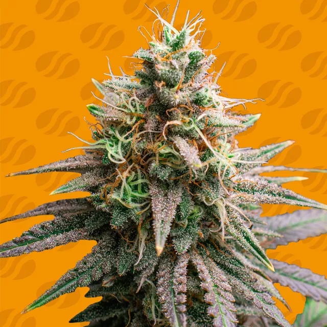 Tiramisu: A Ruthless Dessert Indica with 29% THC Obsession