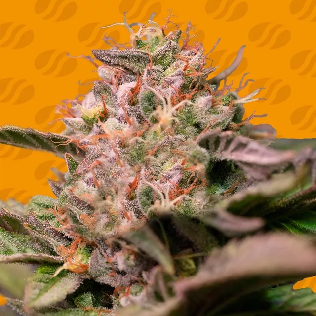 Trop Cherry: A Sinful Fusion of Sweet Fire and 30% THC Obsession