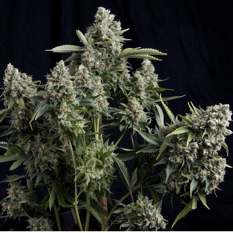 How to Enjoy Tutankhamon’s 33% THC like a Pharaoh