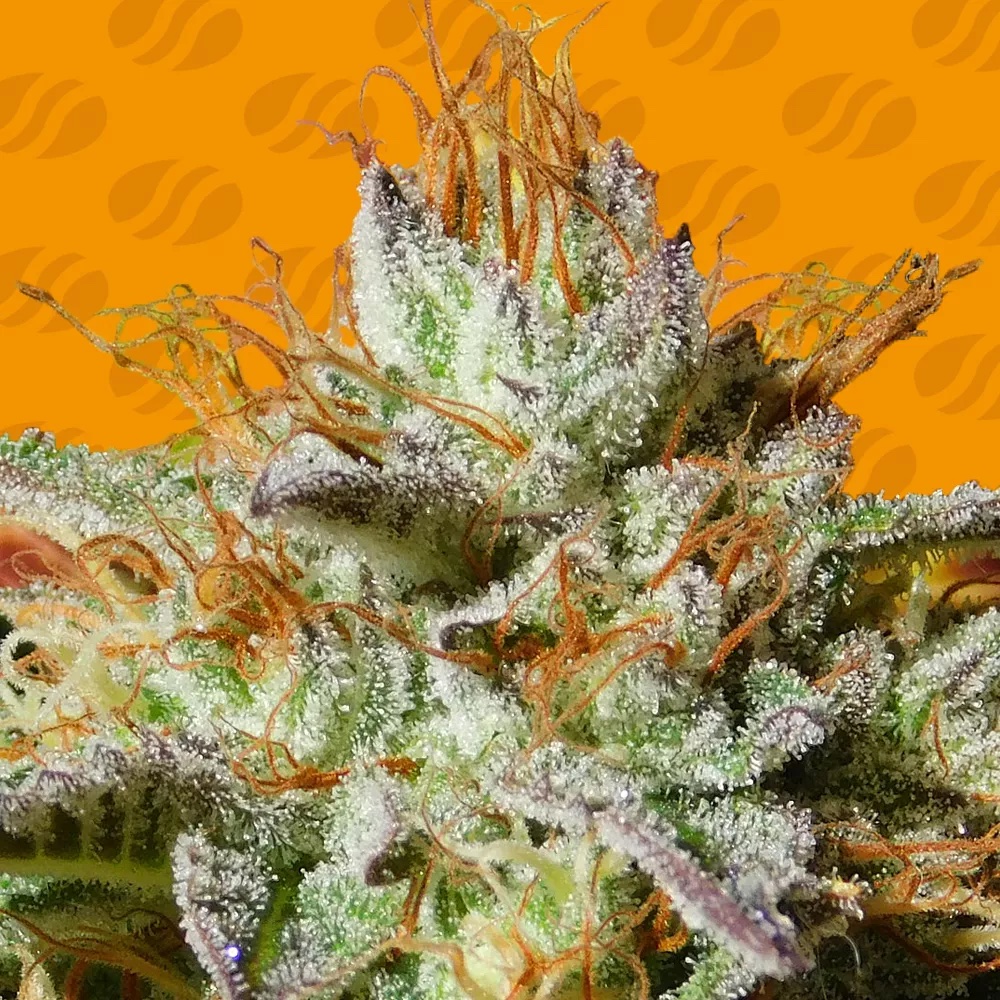 Wedding Cookies: A Ruthless Cream Dream with 28% THC Obsession