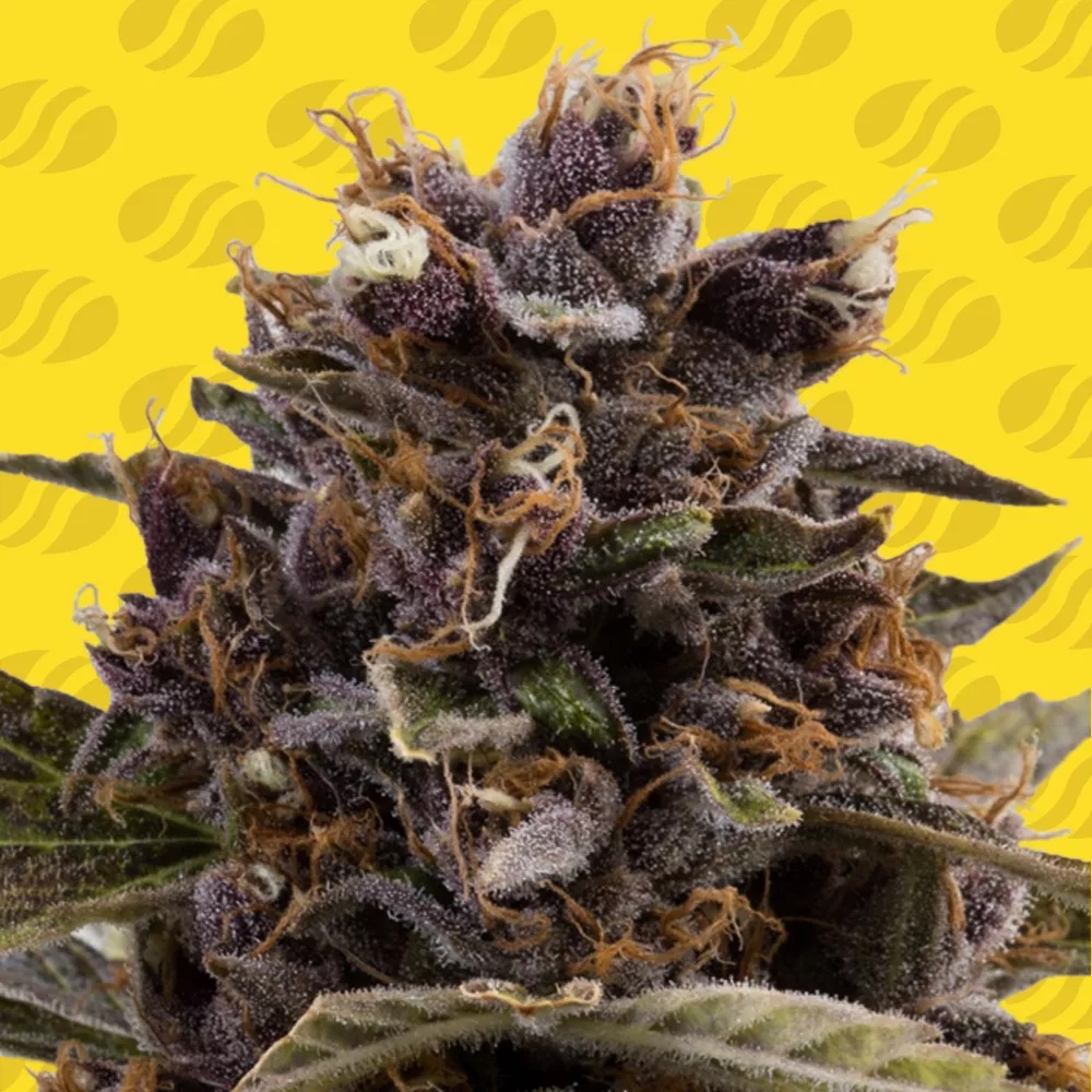 Black Dog Auto: The Sweetest Sedation You’ll Ever Grow