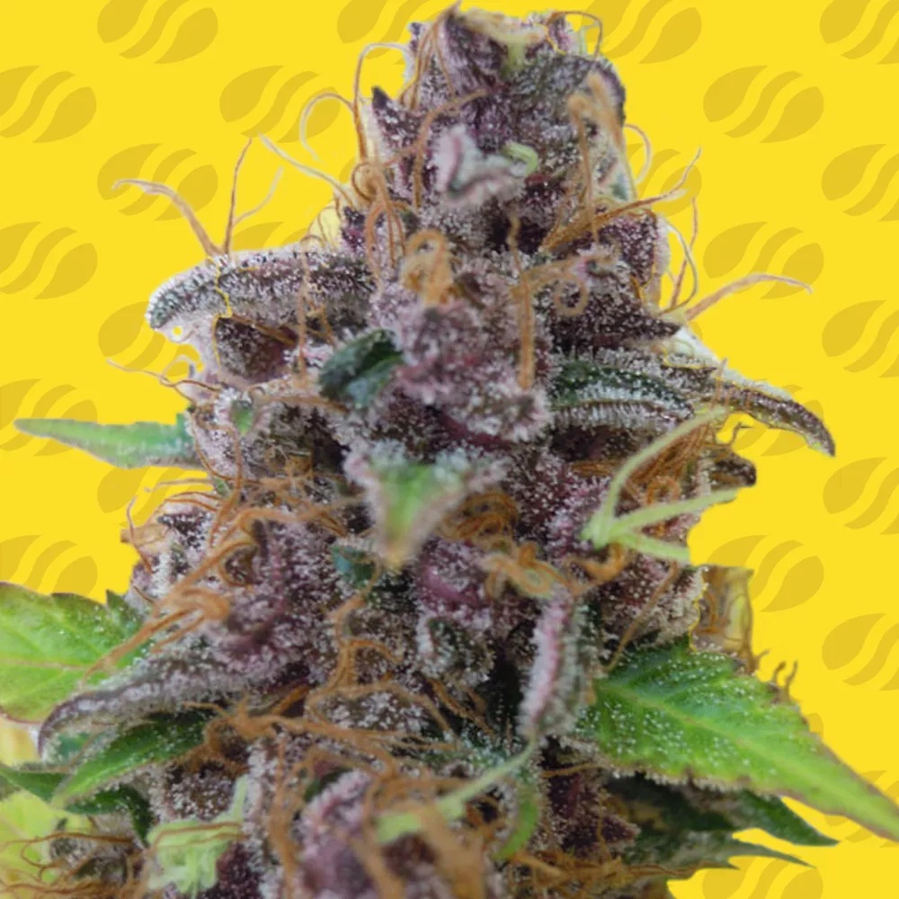 Gelato Auto: The Fastest Way to Pure California Luxury