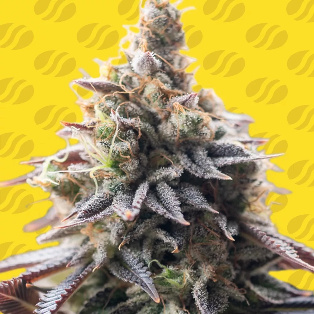 How Grape Soda Auto Became the Ultimate Feel-Good Indica
