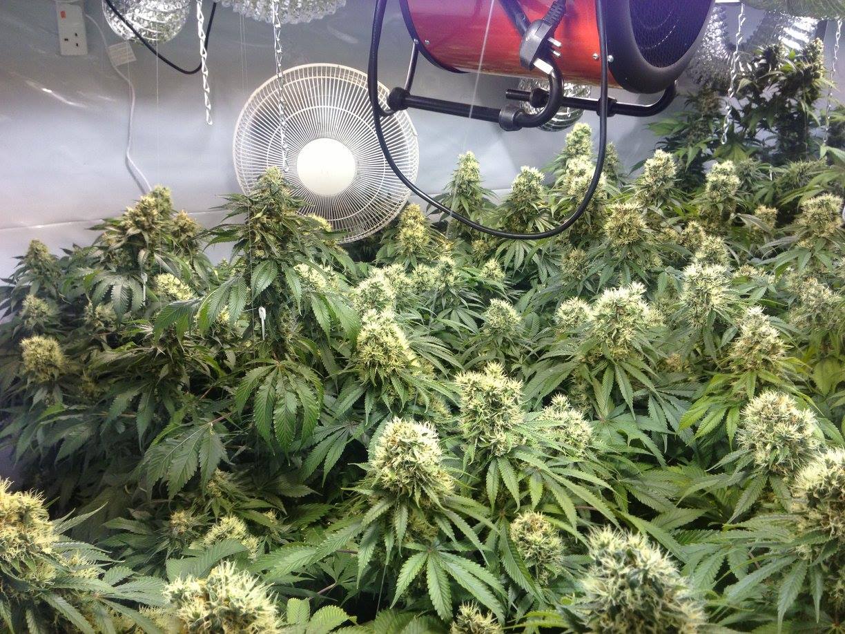 Fibromyalgia Pain, and How To Get Relief Through Cannabis