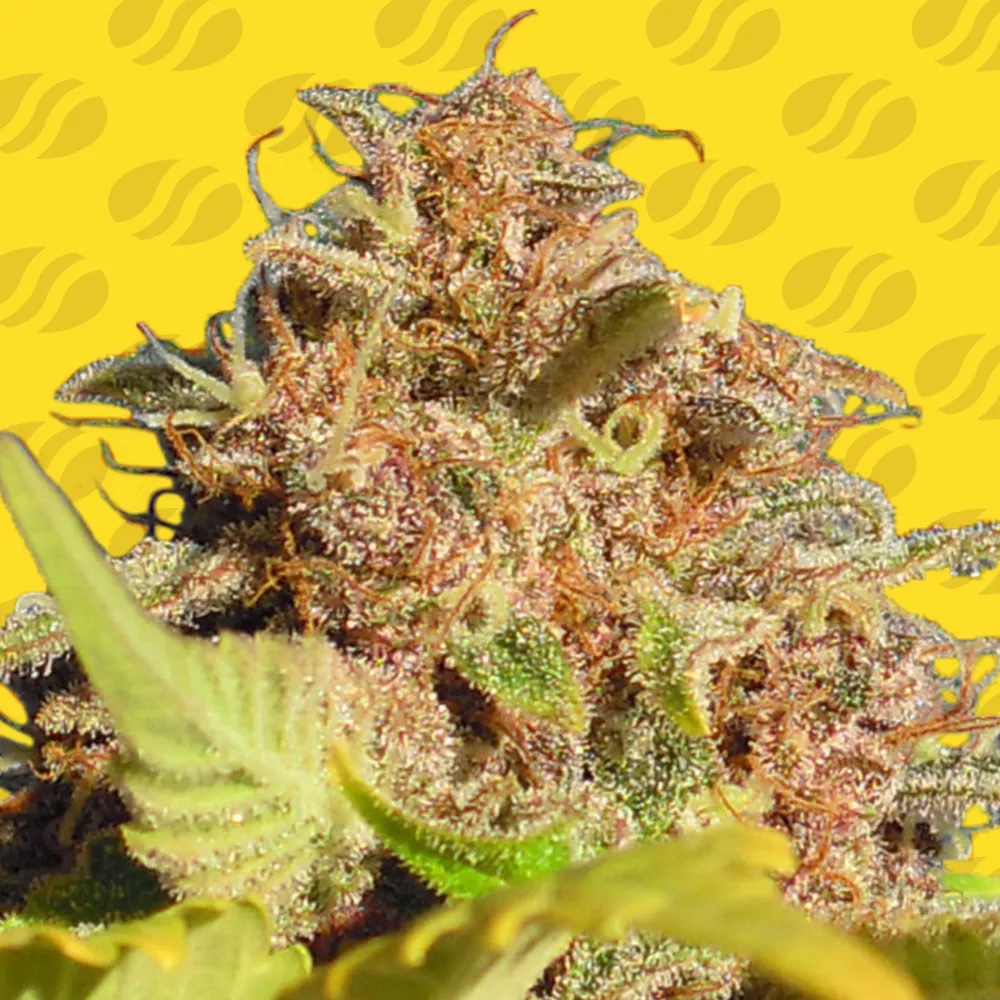 Wedding Cake Auto: The Fastest Way to Classic Dessert Bliss