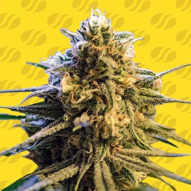 Experience Lemon Oasis Auto – Fast, Fruity, and Full of Life